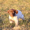 Champion sired GSP pups