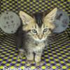 75% Maine Coon mix babies PRICE REDUCED!!!