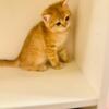 Wonderful British Shorthair is waiting for caring owner. For sale