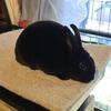 Mini Rex's look to hop