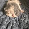 Exotic shorthair dilute calico