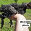 Young Silkie Roosters