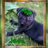 Young Intact Platinum Black Female Pug 6 months old  PRICE REDUCED