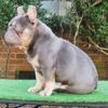 Akc lilac and Tan Male  Carrying Rojo (18 Months)