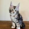 Registered Maine Coon kittens and stud service