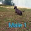 ADBA Blue Pit Bullies pups for sale