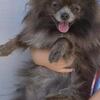Brindle pom
