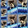 Teddy Roosevelt Rat Terrier Puppies for sale