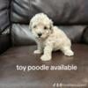 Toy poodle available