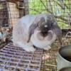 Holland lop Buck for sale