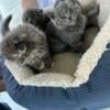 Scottish fold cats for sale