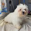 Looking to rehome three of my dogs
