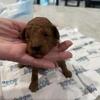 Akc toy poodles