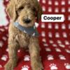 Golden Doodles F1B Males availables