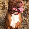 Pitbull