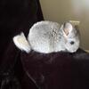 Baby Mosaic Female Chinchilla 10 weeks old