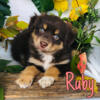 Mini Australian Shepherd puppies for sale in Michigan. Brandon at 517 (404)6235 