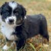 Miniature Australian Shepherd Puppies