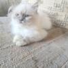 Lilac Cream Point Female Doll Face Himalayan Kitten