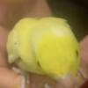 sweetest Handfed YELLOW Parrolet babies! Serious Inq.Only please