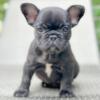 French Bulldog Pups Ready Now!