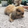 Adorable Holland Lops ready for new home