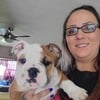 English bulldog puppie