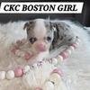 BOSTON TERRIER PUPPIES  MICHIGAN