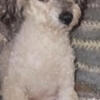 AKC Female Toy Poodle