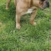 Frenchie Stud 