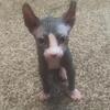 2 Male Elf Sphinx kittens