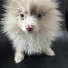 AKC includes INSURANCE Lavender Merle Rare Gray Gem Heterochromia Eyes DNA Tested Lines