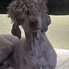 Standard poodle for STUD ONLY