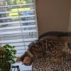 Bengal Kittens for sale houston tx