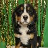 Bernese Mountain Dog puppy for sale in Michigan at wrennspuppies.com