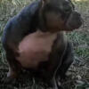 Tri Merle Adult Female Bully