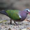 Asian Emerald Doves for Sale:   Excellent pets..