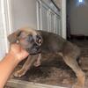 Cane Corso / Shepard Puppies 