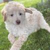 Gus - male mini newfypoo puppy - ready now!