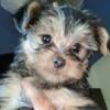 Shorkie Puppies Available