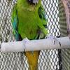 Military Macaw