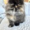RESERVED Baby Mila-Tortie Female Persian is Ready to be Part of Your Family!