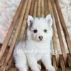Pomsky puppies