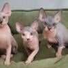 Sphynx kittens for sale