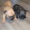 FRENCHIES FOR SALE-ORLANDO