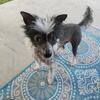 STUDDING(NFS)My AKC chinese Crested Male