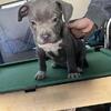 American bully puppy 9 Weeks • Female Available