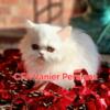 Persian Kittens for Sale in Texas