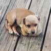 Chiweenie female, Ohio, 1 shy girl left