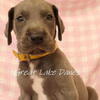 AKC Blue Great Dane Puppies